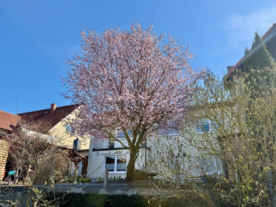 Detail Doppelhaush�lfte Neubrandenburg