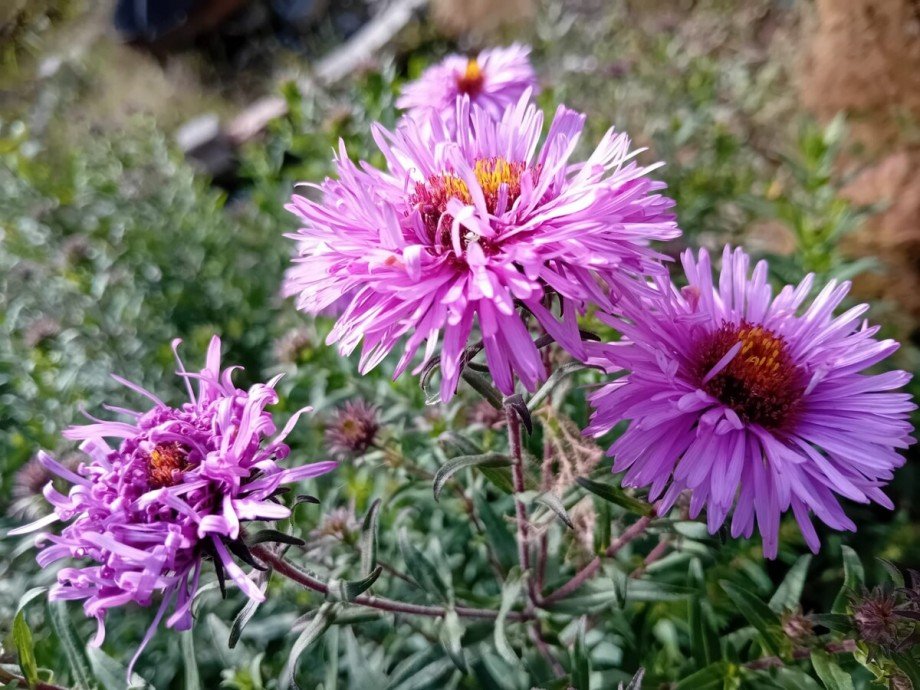 Garten Einfamilienhaus Nadrensee