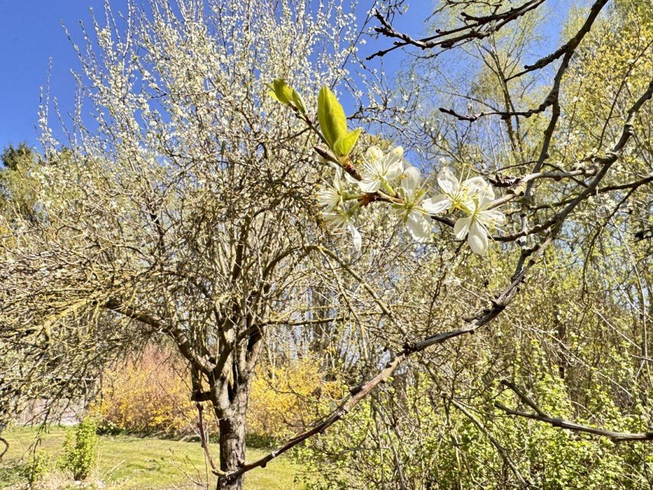 Garten Doppelhaush�lfte Belling