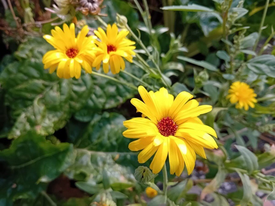 Garten Einfamilienhaus Nadrensee