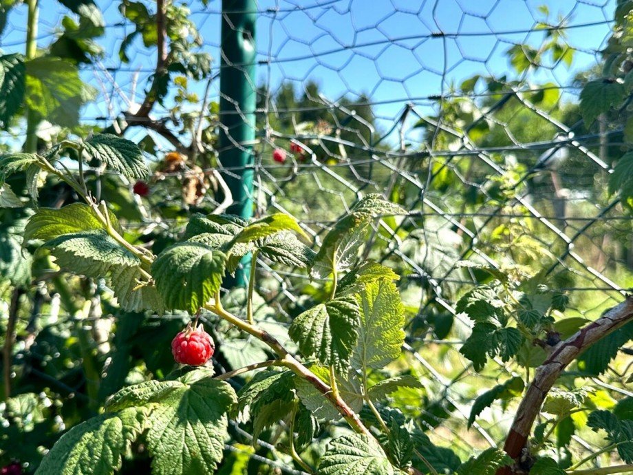Himbeeren Einfamilienhaus Sch�nhausen