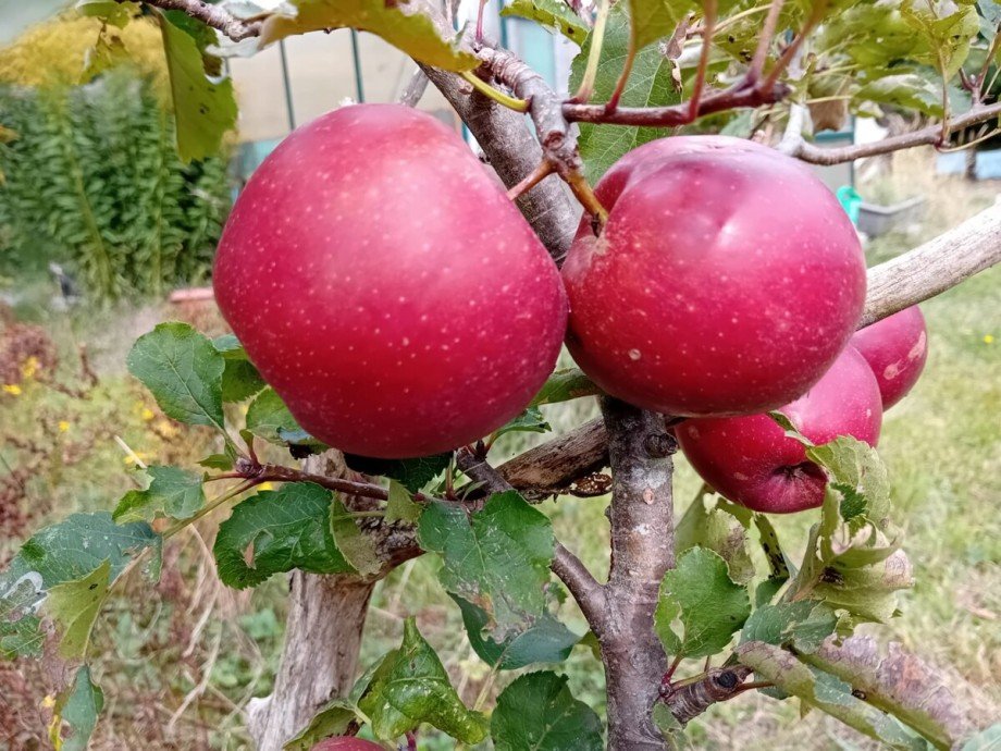 Garten Einfamilienhaus Nadrensee