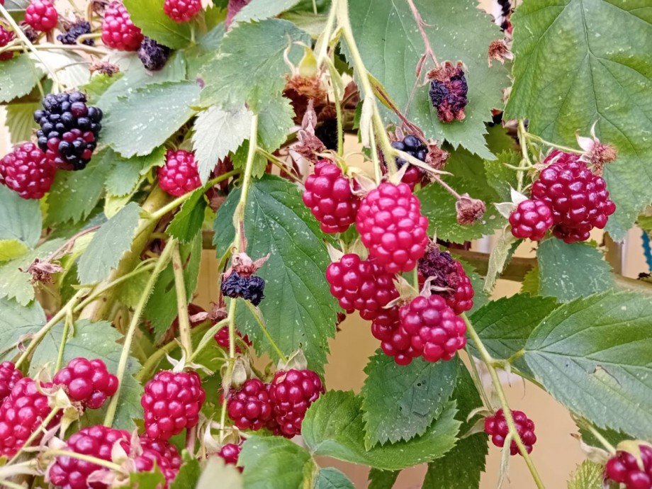 Garten Einfamilienhaus Nadrensee