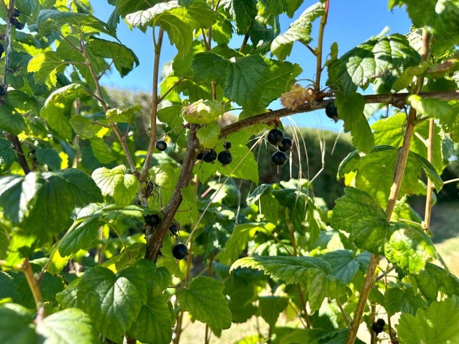 schwarze Johannisbeeren Einfamilienhaus Sch�nhausen