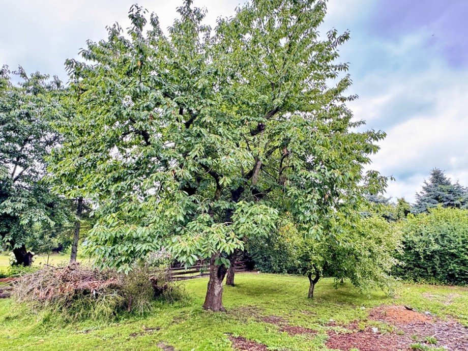Garten Doppelhaush�lfte Mescherin / Staffelde