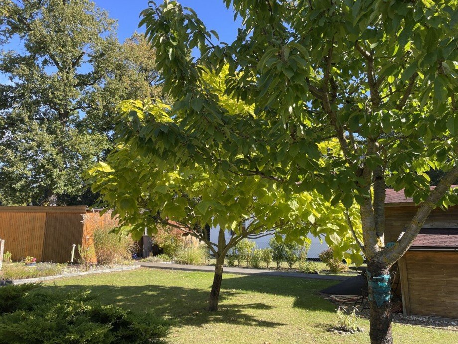 das Grundst�ck Einfamilienhaus Torgelow